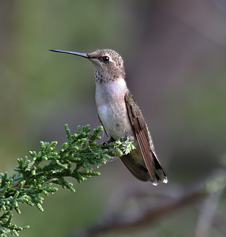 Black-chinned Hummingbird