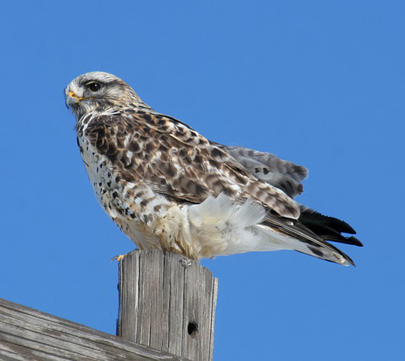 Rough-legged Hawk