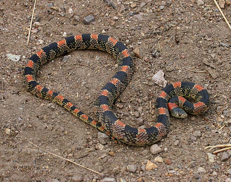 Long-nosed Snake