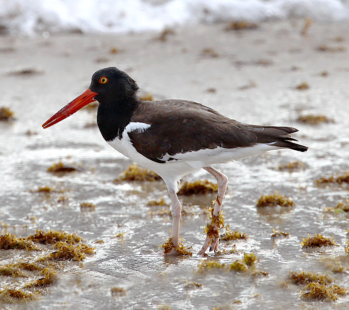 American Oystercatcher