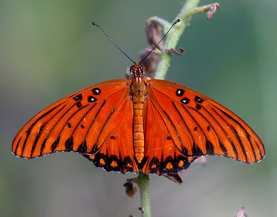 Gulf Fritillary