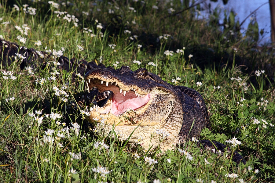 American Alligator
