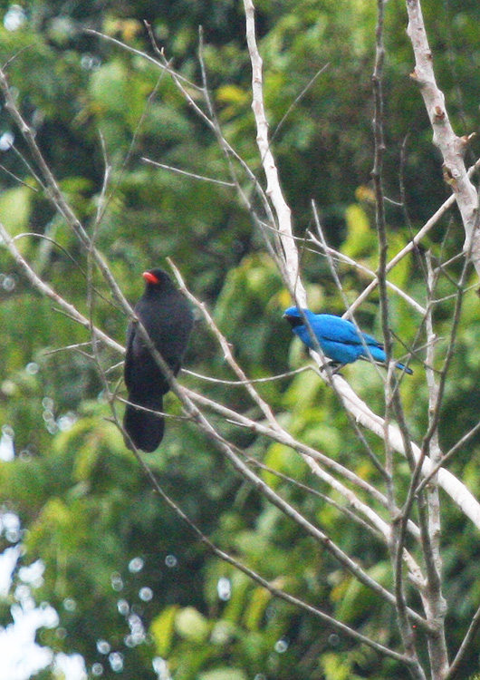 Black-fronted Nunbird and a Plum-throated Cotinga
