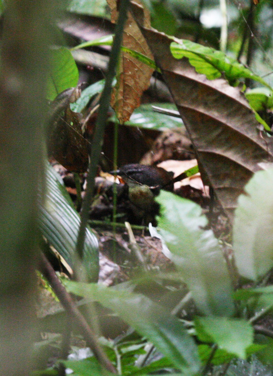Rusty-belted Tapaculo