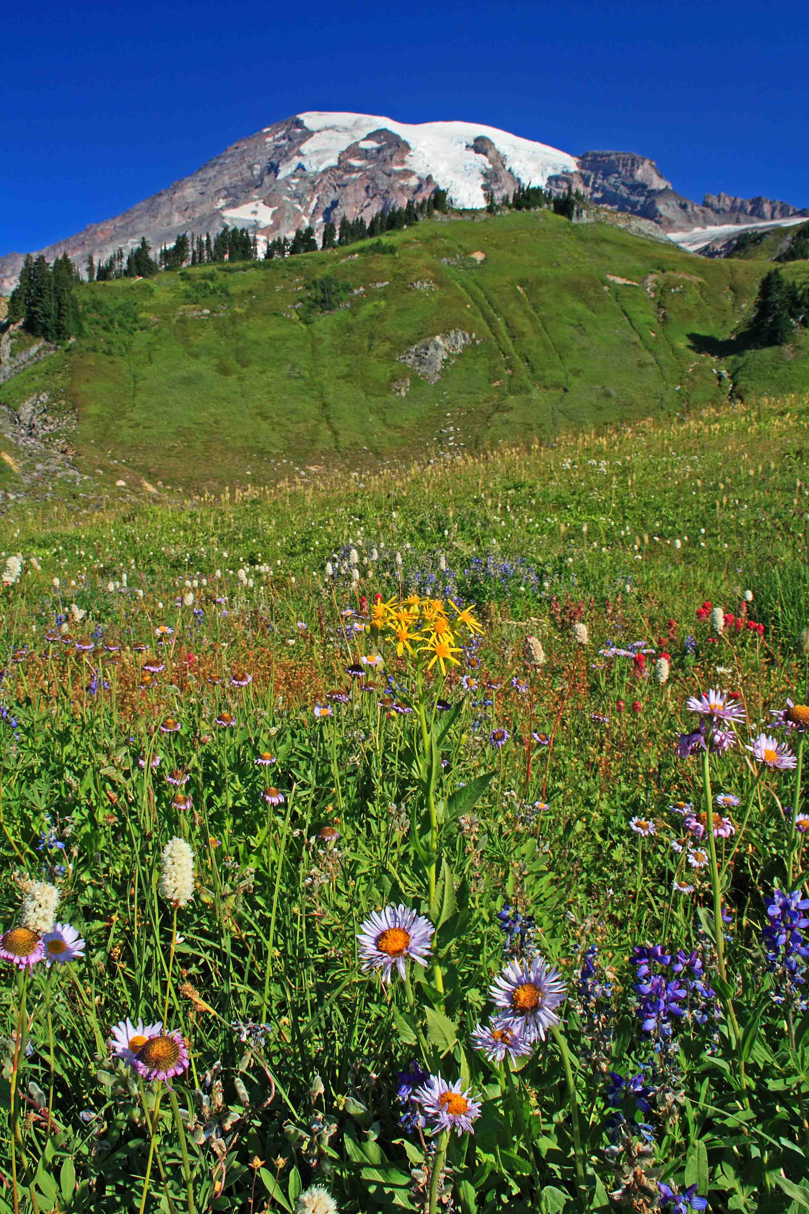 Mt Rainer Spring 2