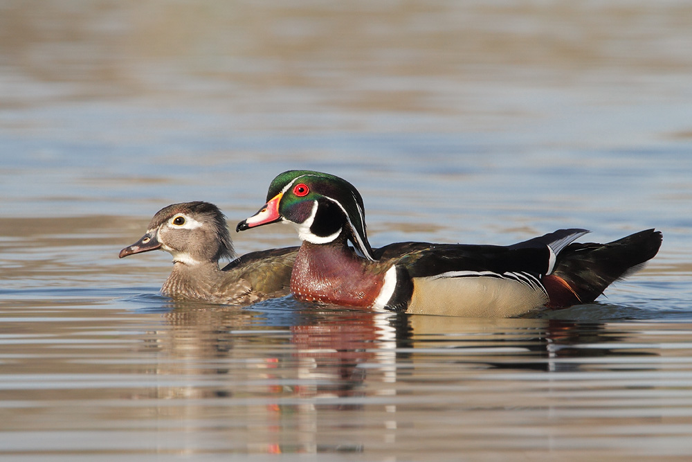 Wood Duck Pair