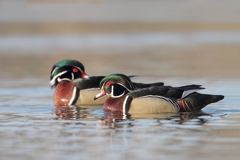 Wood Ducks