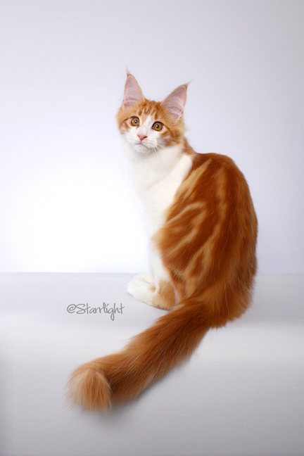 Coonskins Perry L (Maine Coon)