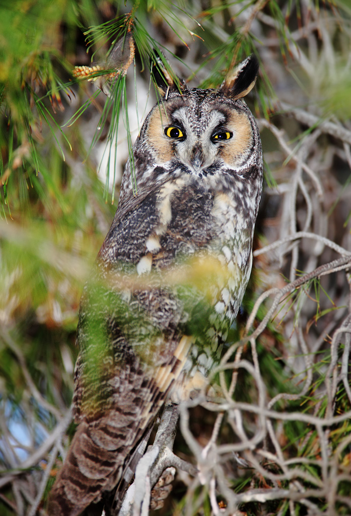 Long-eared owl