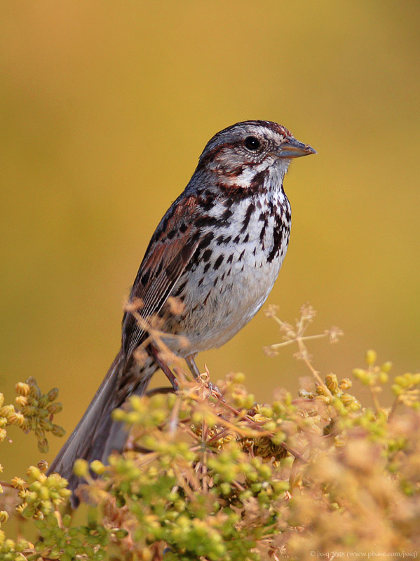 Savannah Sparrow ?
