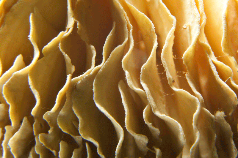 Tree fungus