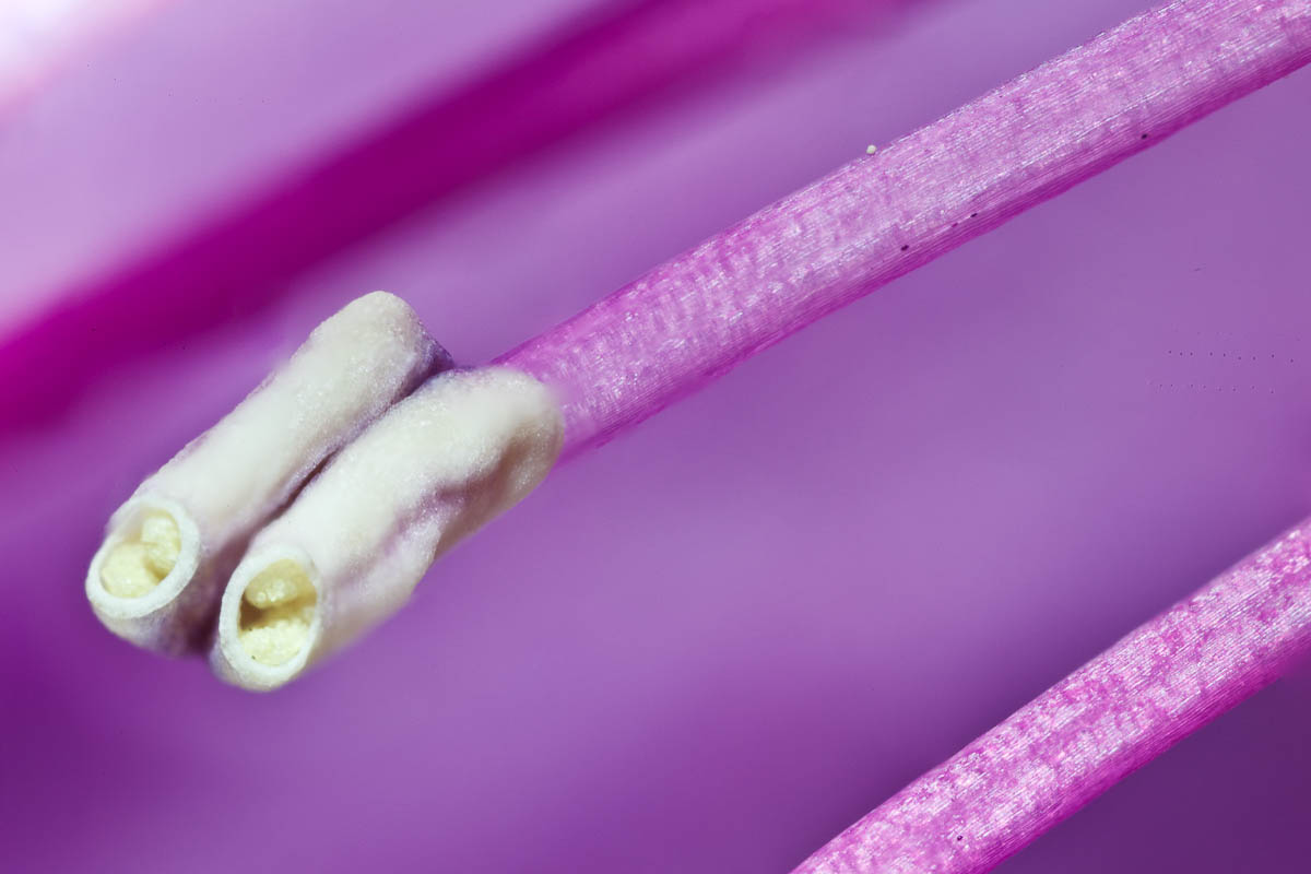 Rhododendron anthers