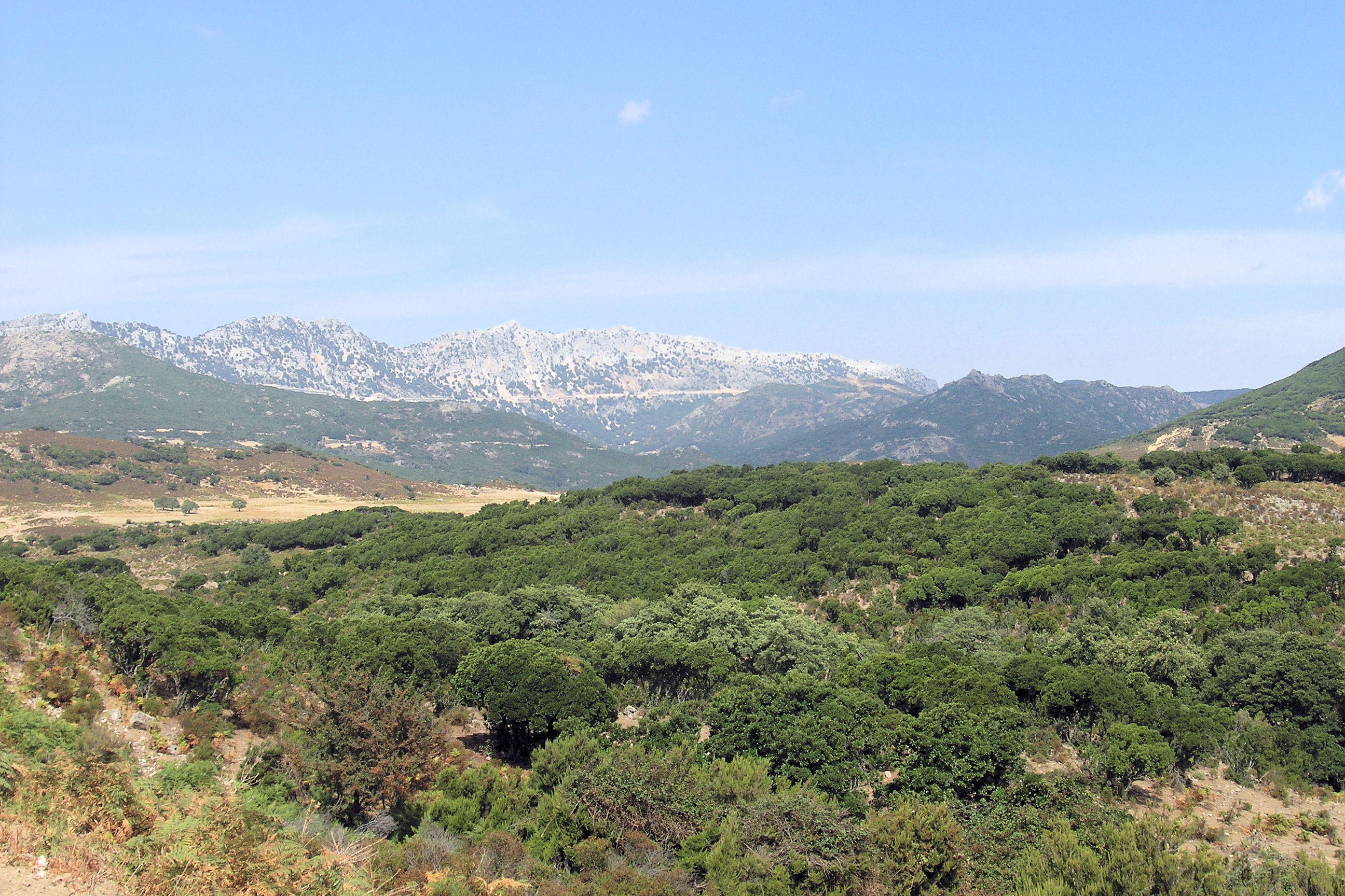 Ital_sard_ss125_033.JPG