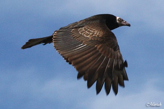 Buzzard Beauty