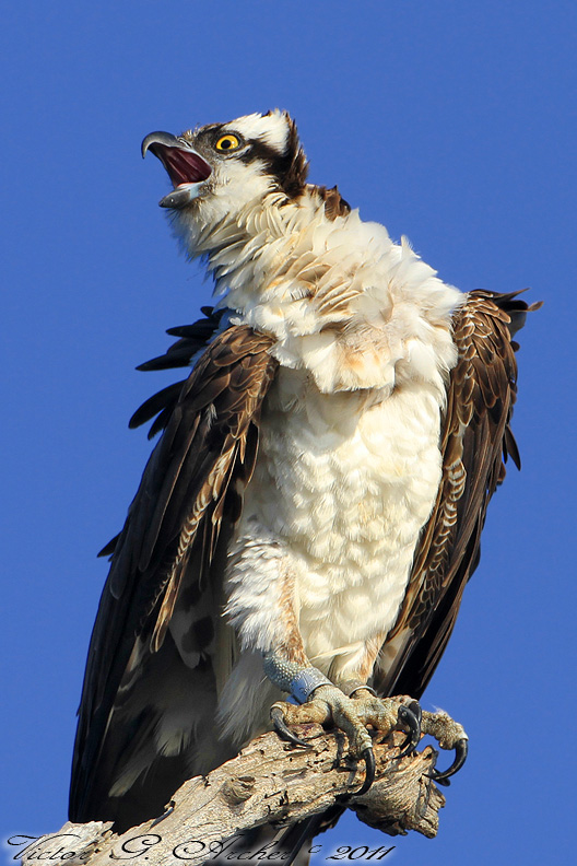 Osprey (Pandion haliaetus) (6484)