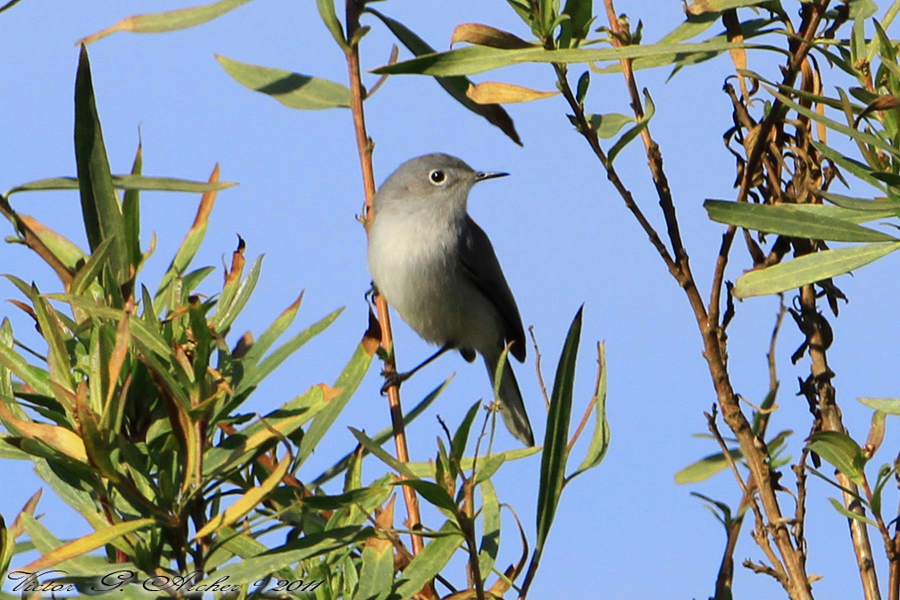 Blue-gray Gnatcatcher (Polioptila caerulea) (6302)