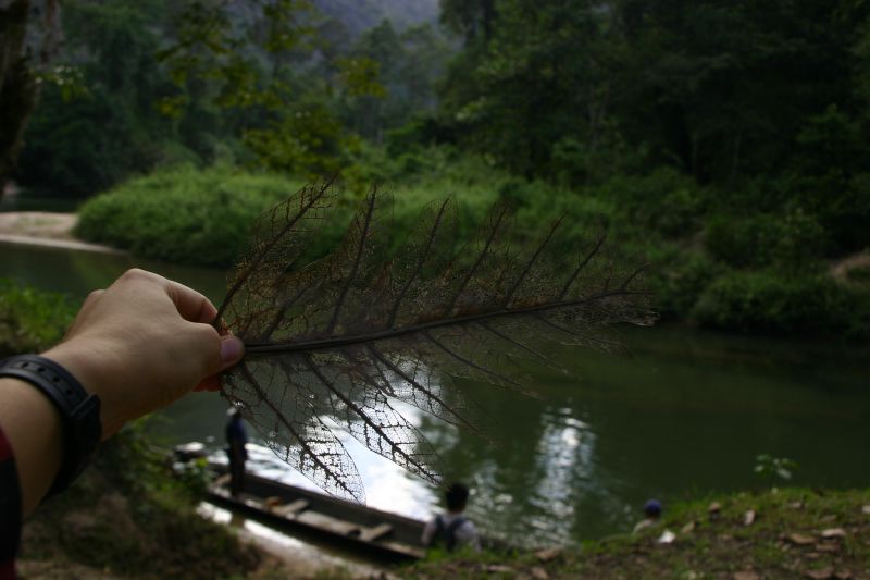 Leaf skeleton