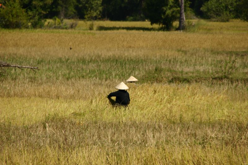 Harvesting rice, Don Khon - 4000 islands