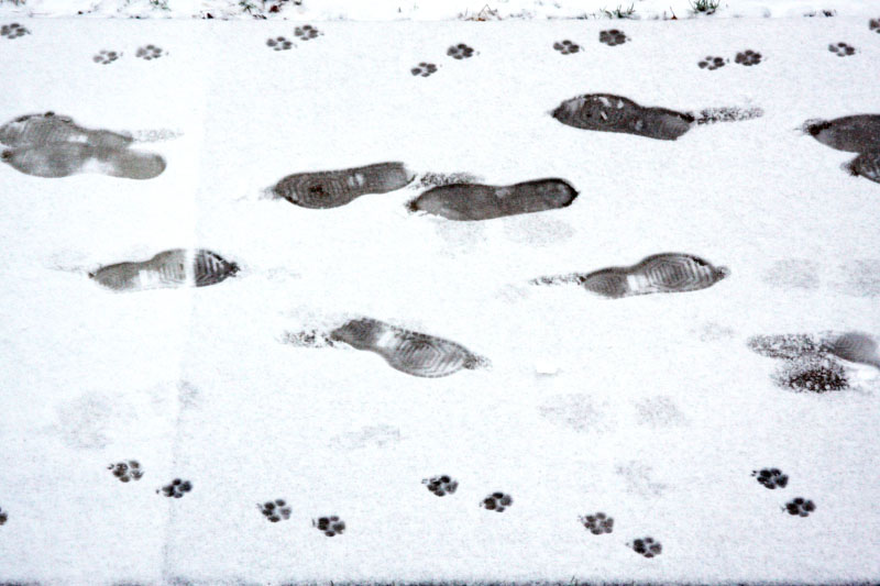Winter walk - to and fro, Palatine, IL