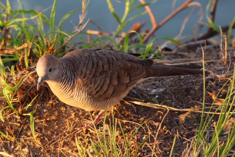 Dove, Hawaii, USA