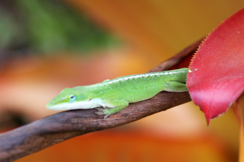 And spider killer - Hawaiian Gecko, Hawaii, USA