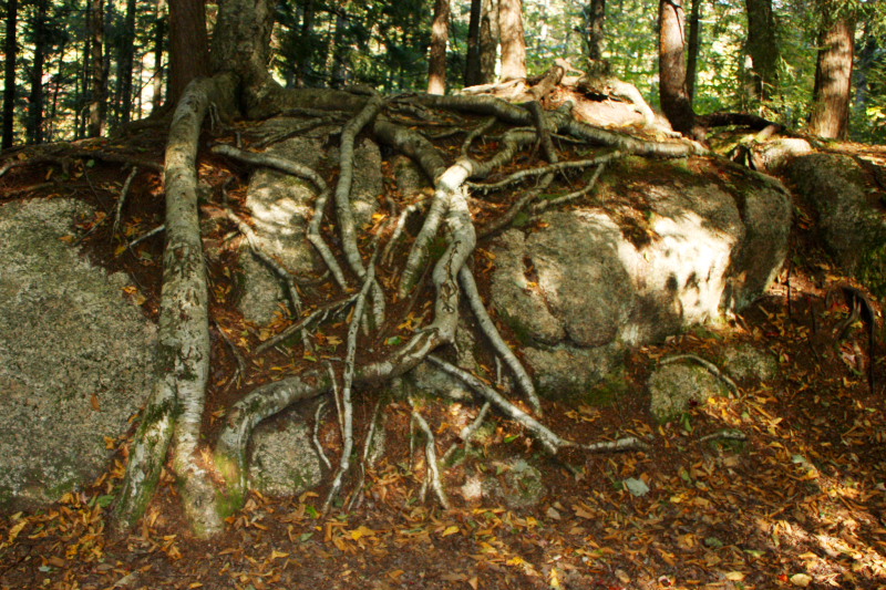 Roots above ground, White Mountains, NH