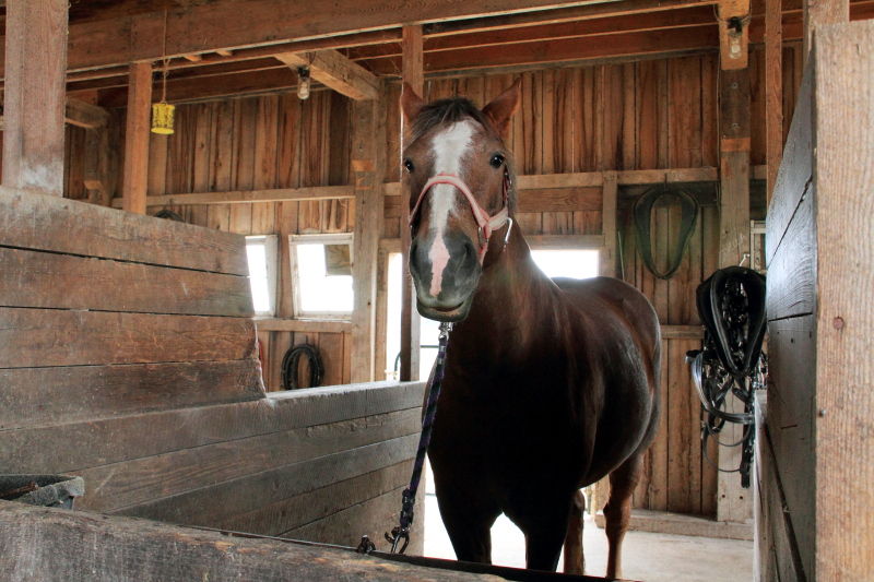Prophetstown State Park, IN - Horse