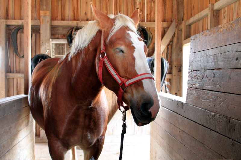 Prophetstown State Park, IN - Horse