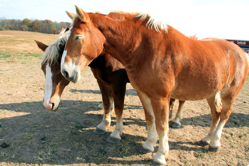 Prophetstown State Park, IN - Horse