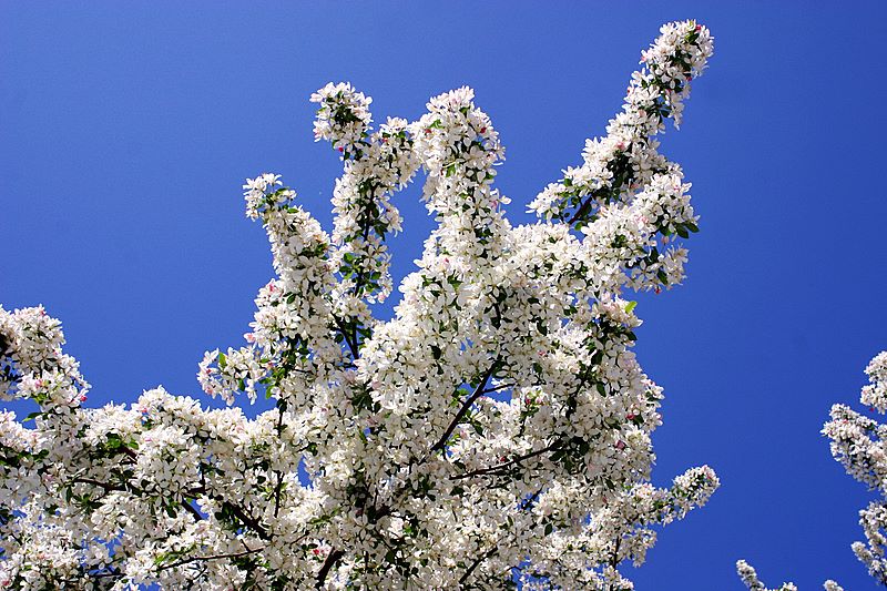 Spring blooms in Indianapolis
