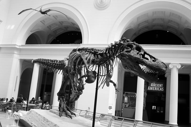 Sue the Dinosaur, Field Museum of Natural History, Chicago