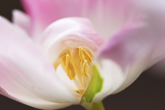 Dutch tulips ????