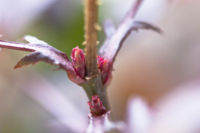 Dead branches and buds