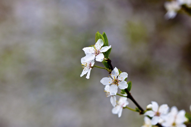 lost in the ocean of Pear blossom