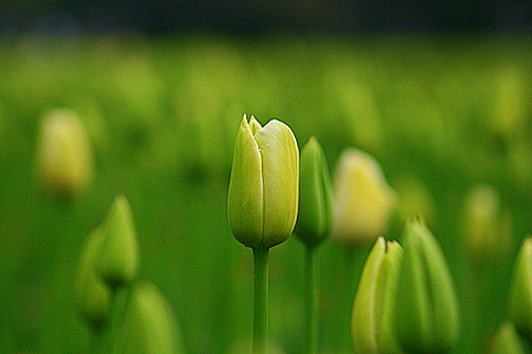 Spring Tulip