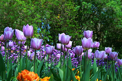 purple land