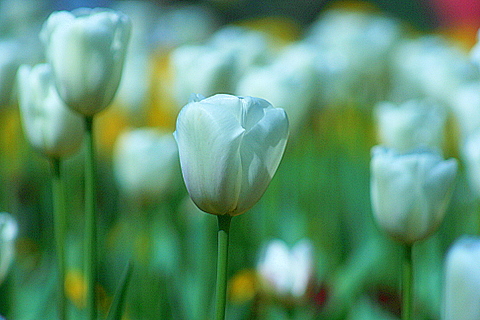 snow white