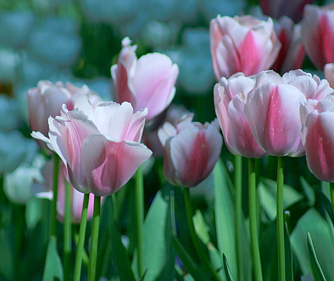 glittering and translucent pink