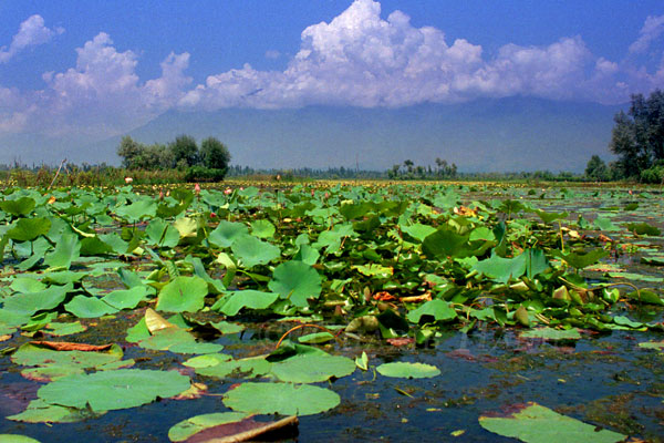 Lotus plants