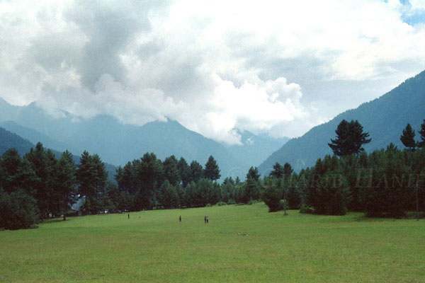 Meadow