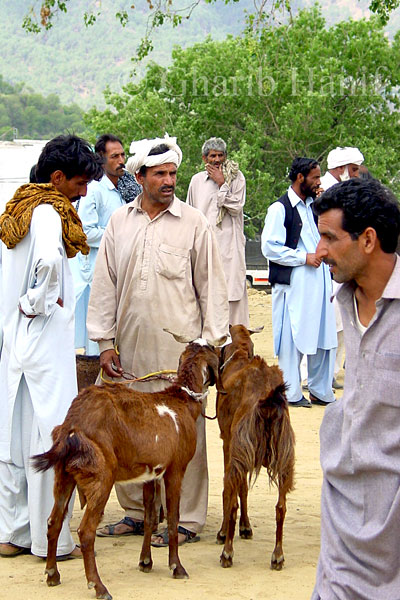 Animal Market