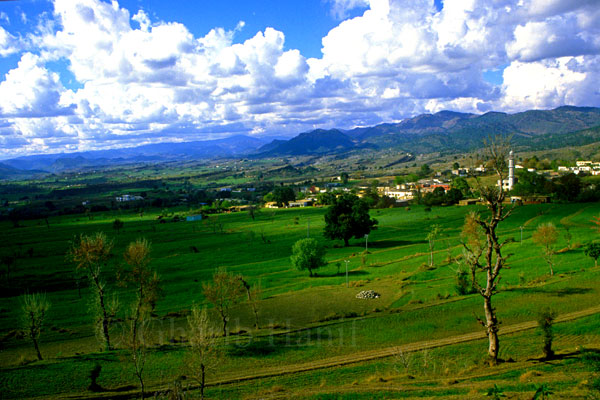 Fields