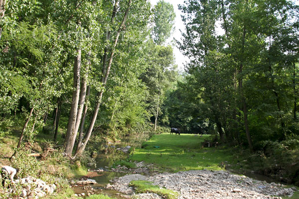 Stream