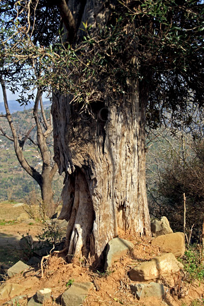 The Tree