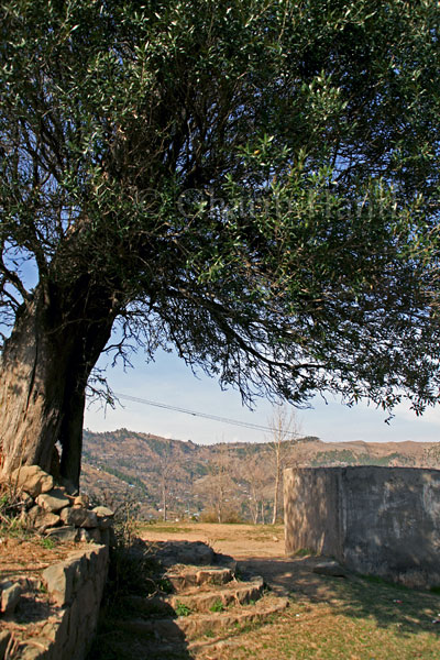 The Tree