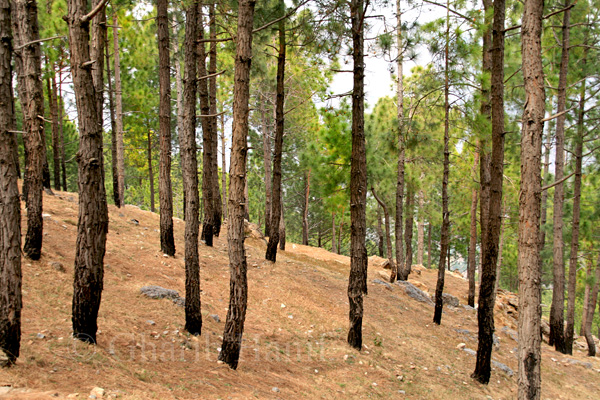 Forest