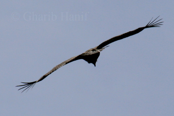 In flight