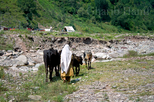 Herding