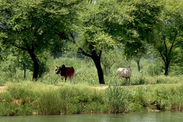 Grazing