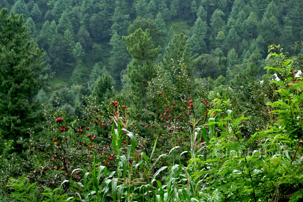 Forest